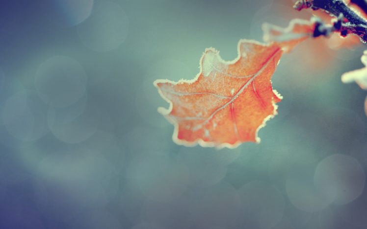 nature, Orange, Leaves, Macro HD Wallpaper Desktop Background