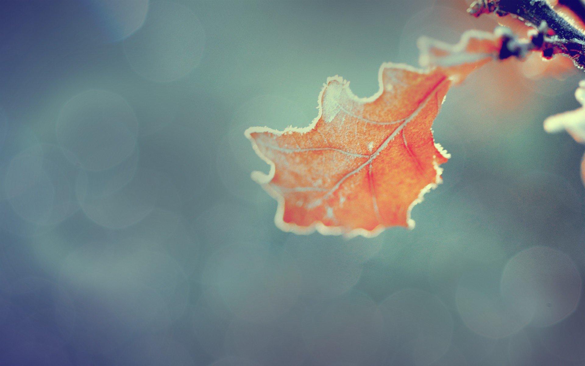 nature, Orange, Leaves, Macro Wallpaper