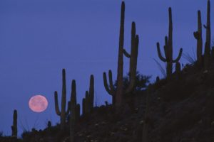 landscapes, Arizona, National, Full, Moon