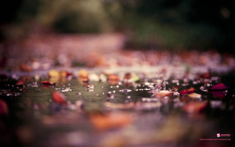 leaves, Rivers, Smashing, Magazine, Fallen, Leaves HD Wallpaper Desktop Background