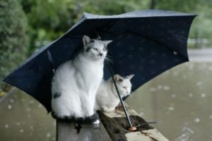 rain, Cats, Animals, Umbrellas