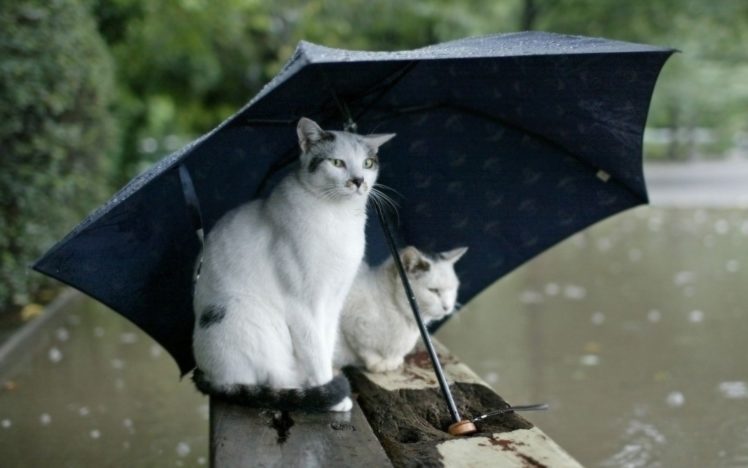 rain, Cats, Animals, Umbrellas HD Wallpaper Desktop Background