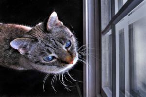 cats, Window
