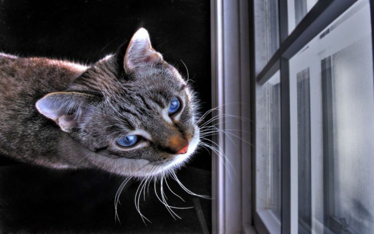 cats, Window HD Wallpaper Desktop Background
