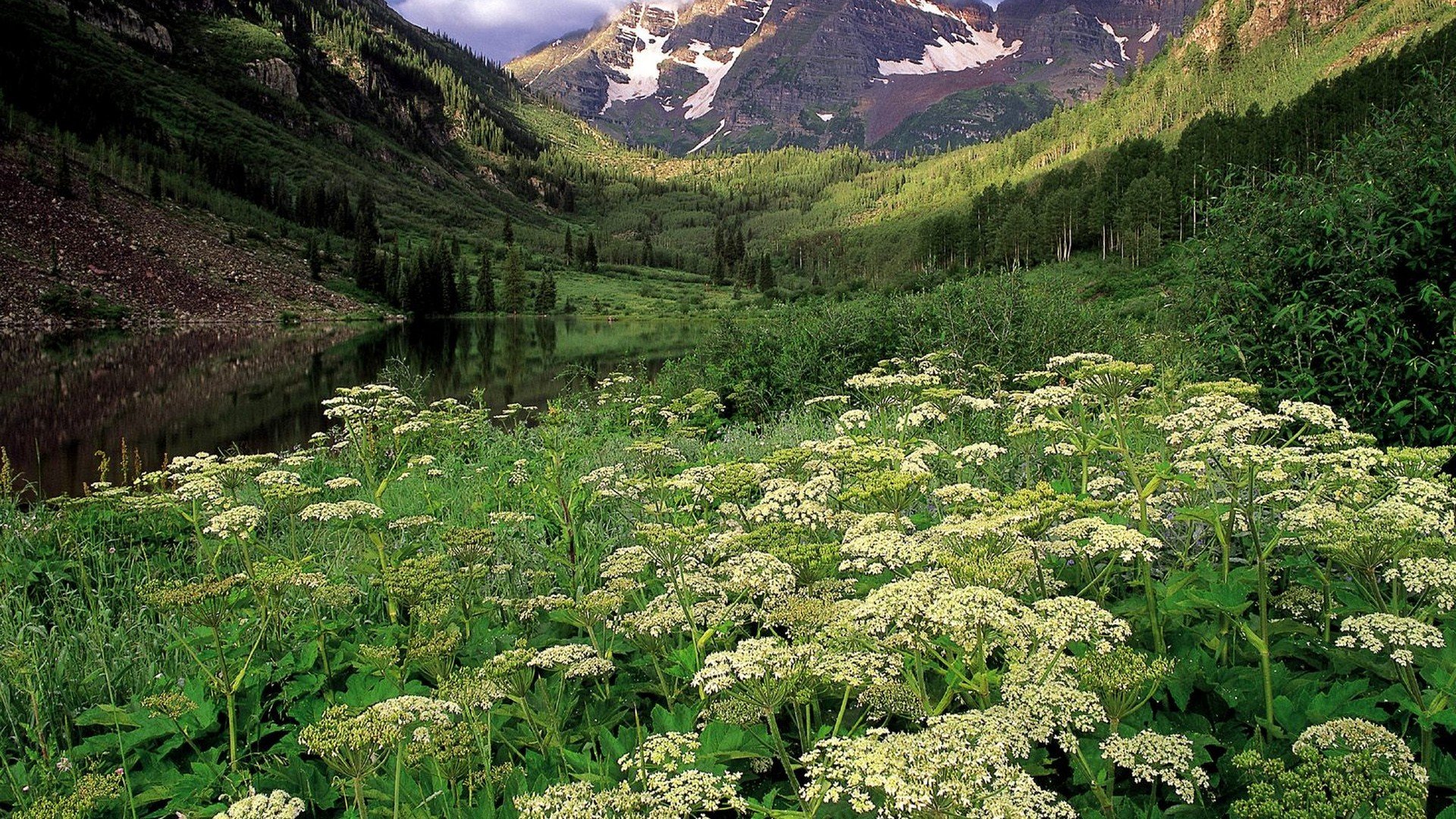 landscapes, White, Forests, National, Colorado, Bells Wallpaper