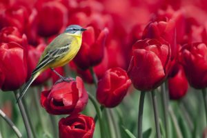 birds, Tulips, Red, Flowers, Wagtails