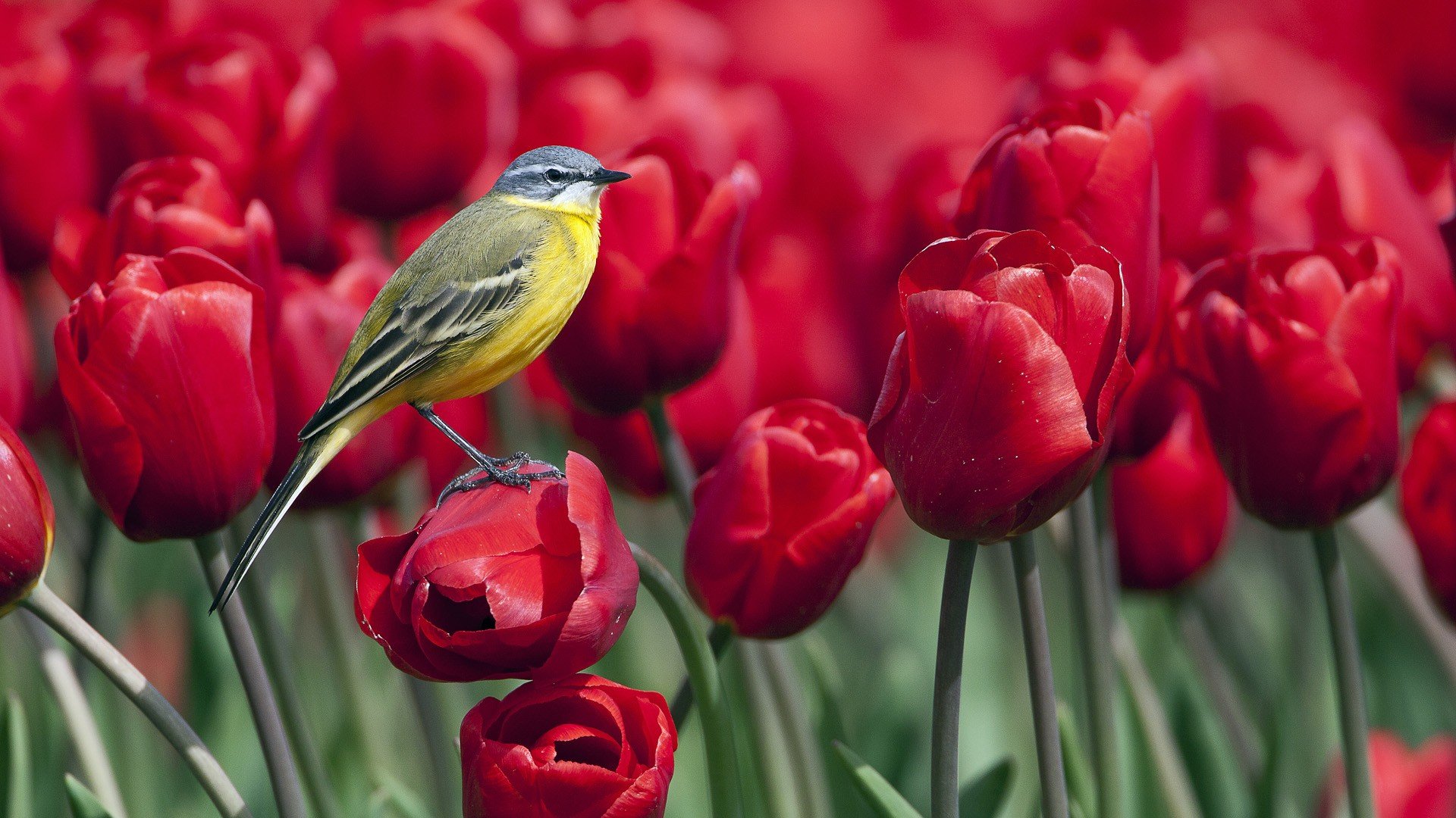birds, Tulips, Red, Flowers, Wagtails Wallpaper