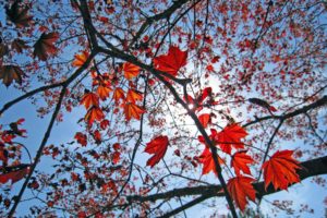 leaves, Spring, Skyscapes
