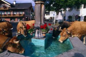 cows, Fountain