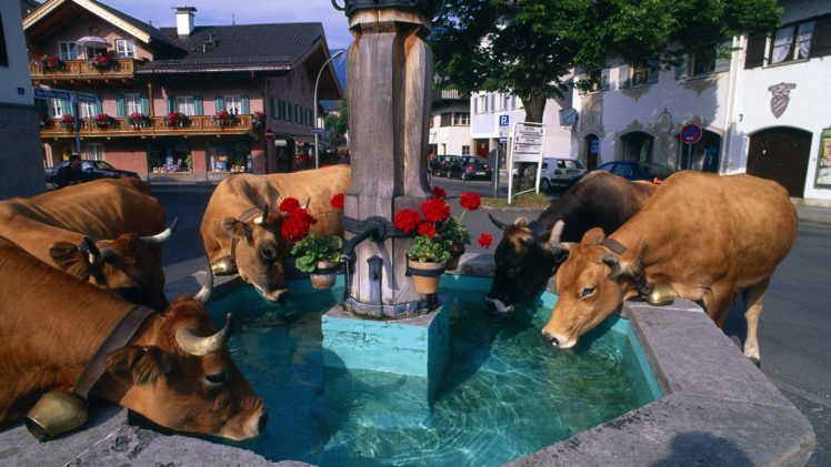 cows, Fountain HD Wallpaper Desktop Background