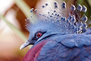 nature, Birds, Pigeons, Victoria, Crowned, Pigeon