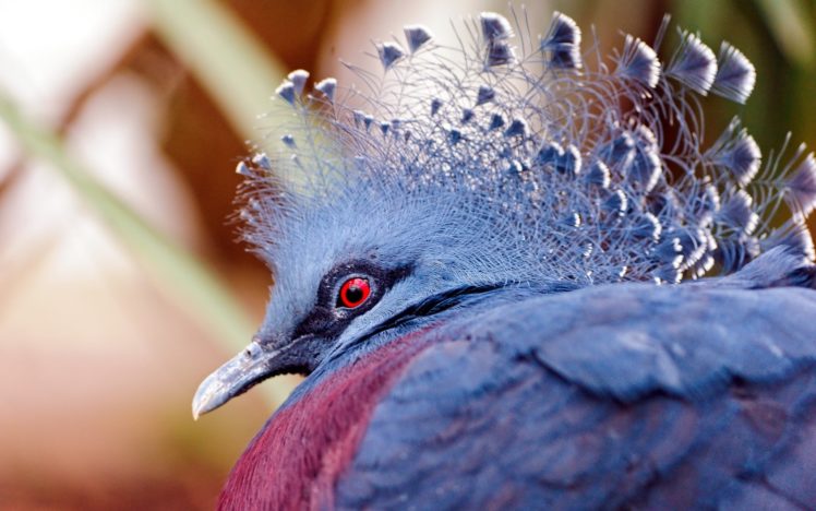nature, Birds, Pigeons, Victoria, Crowned, Pigeon HD Wallpaper Desktop Background