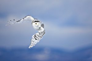 animals, Owls, Wildlife, Raptor, Birds, Wings, Snow, Sky, Feathers, Flight