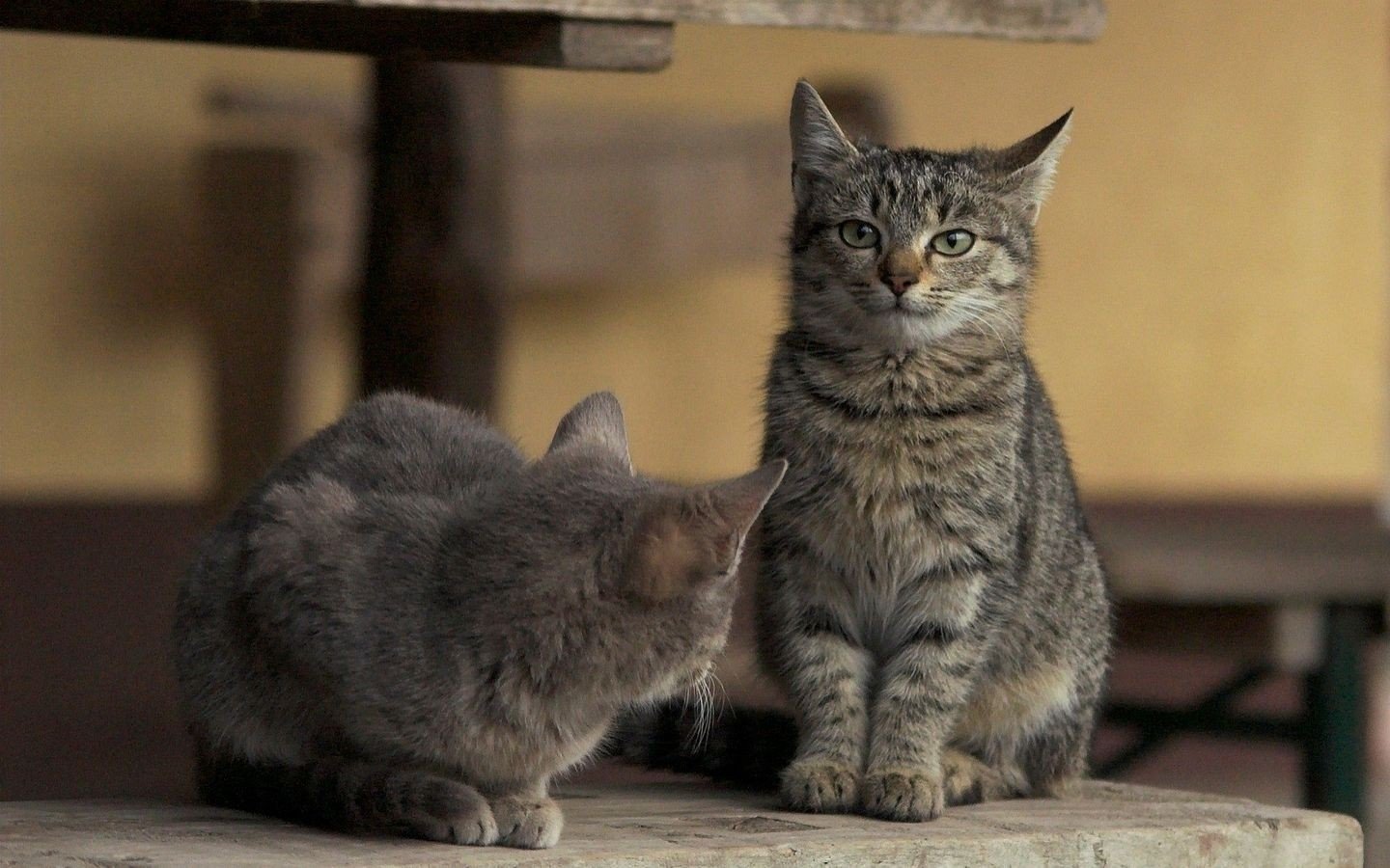 cats, Animals Wallpaper
