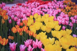 japan, Flowers, Tulips