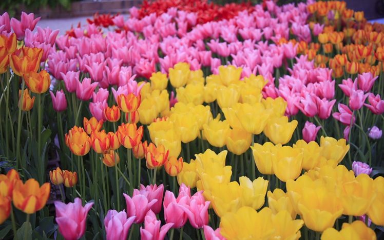 japan, Flowers, Tulips HD Wallpaper Desktop Background