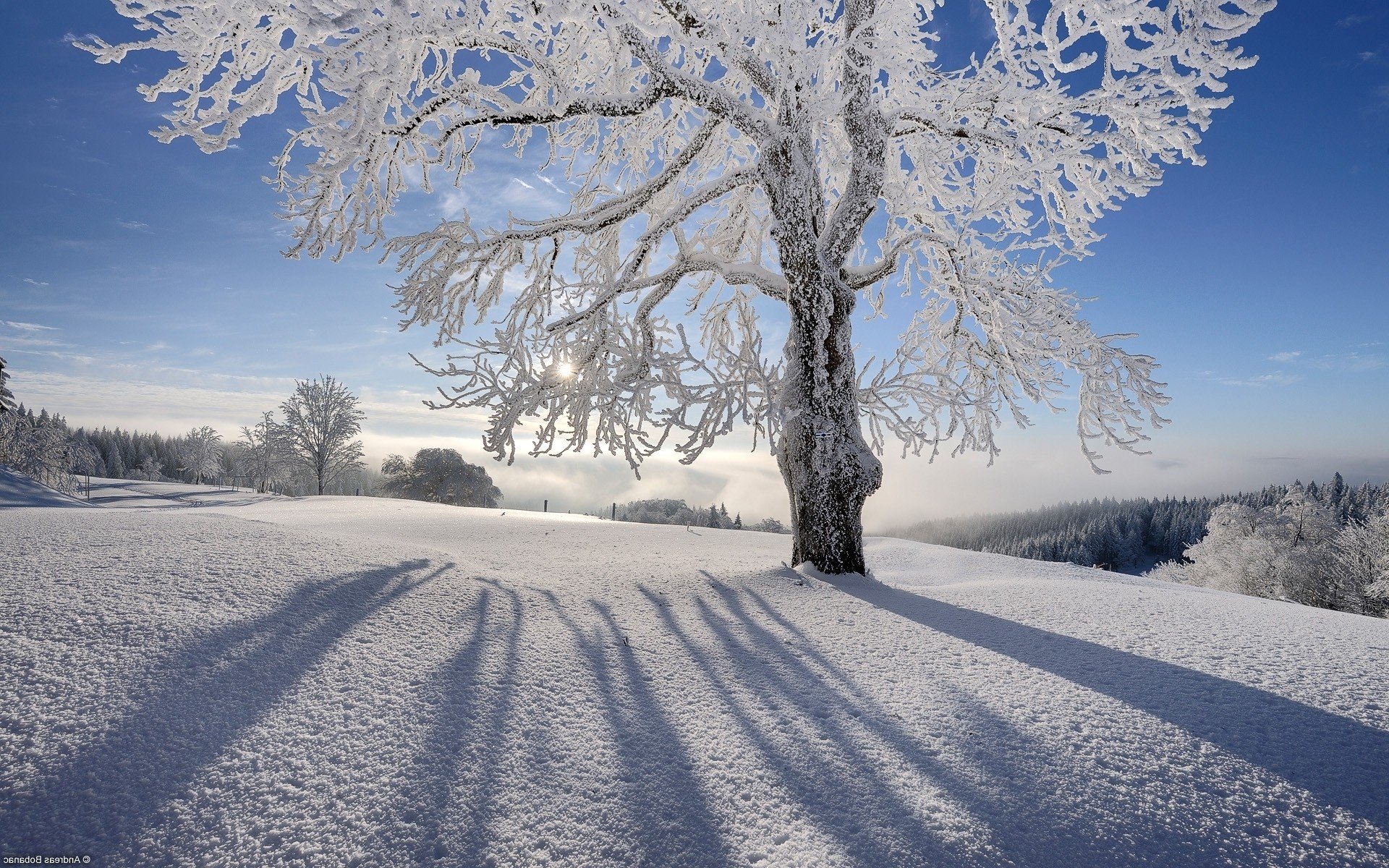 landscapes, Nature, Snow, Sun, Shadows, Gray, Hair, Branches, Hoarfrost Wallpaper