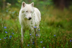 animals, Wolf, Wolves, Fur, Ears, Nose, Eyes, Landscapes, Nature, Grass, Fields, Flowers, Wildlife, Predator