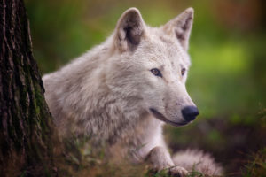 animals, Wolf, Wolves, Wildlife, Nature, Predator, Fur, Eyes, Face, Stare, Look, Trees, Forests, Landscapes