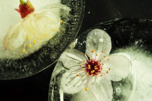 ice, Flowers
