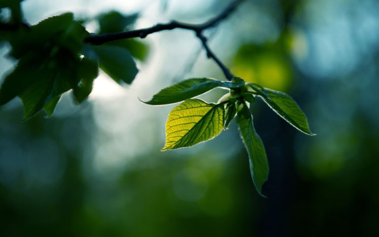 nature, Leaves, Depth, Of, Field HD Wallpaper Desktop Background