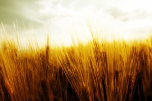 landscapes, Fields, Grain