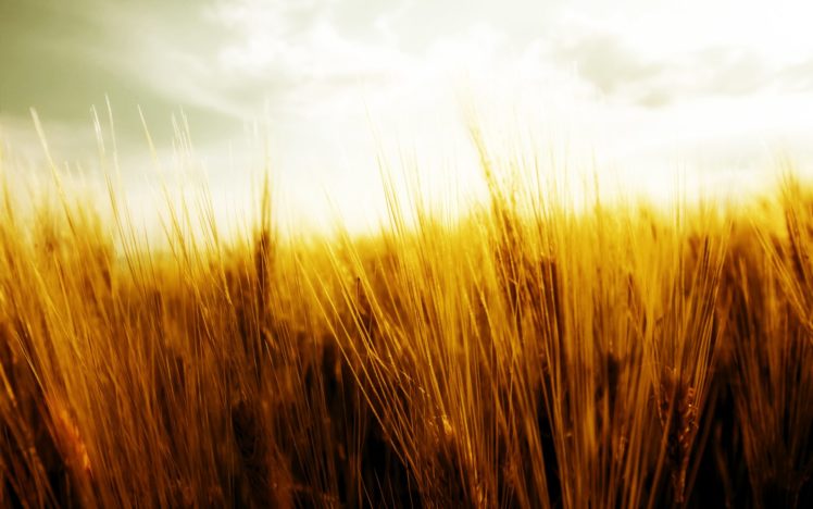 landscapes, Fields, Grain HD Wallpaper Desktop Background