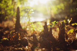 forests, Bokeh, Sunlight, Ground