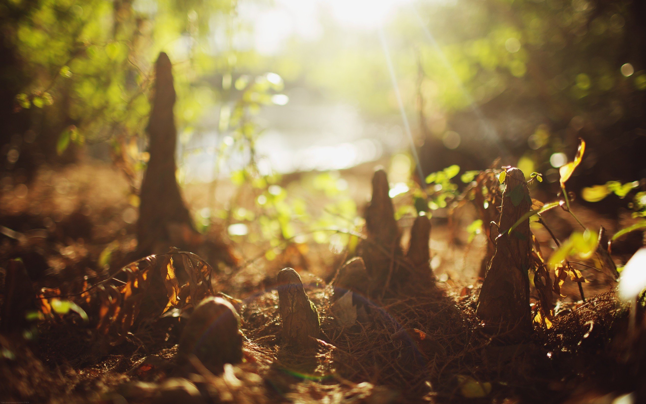 forests, Bokeh, Sunlight, Ground Wallpaper