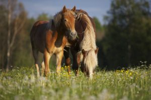 nature, Animals, Horses