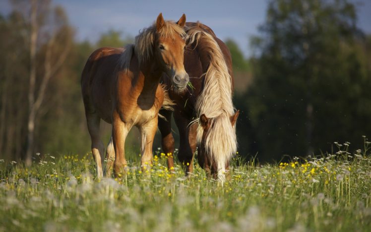 nature, Animals, Horses HD Wallpaper Desktop Background