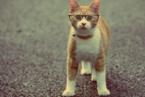 animals, Cats, Felines, Glasses, Humor, Funny, Cute, Eyes, Face, Whiskers