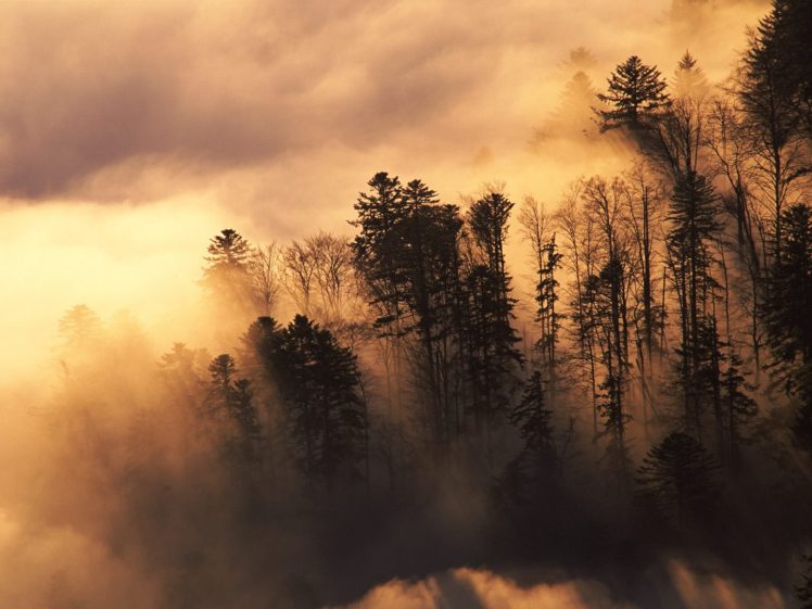 landscapes, Nature, Trees, Forests, Mist HD Wallpaper Desktop Background