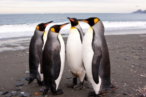 penguins, Animals, Birds, Feathers, Nature, Wildlife, Beaches, Ocean, Sea, Waves