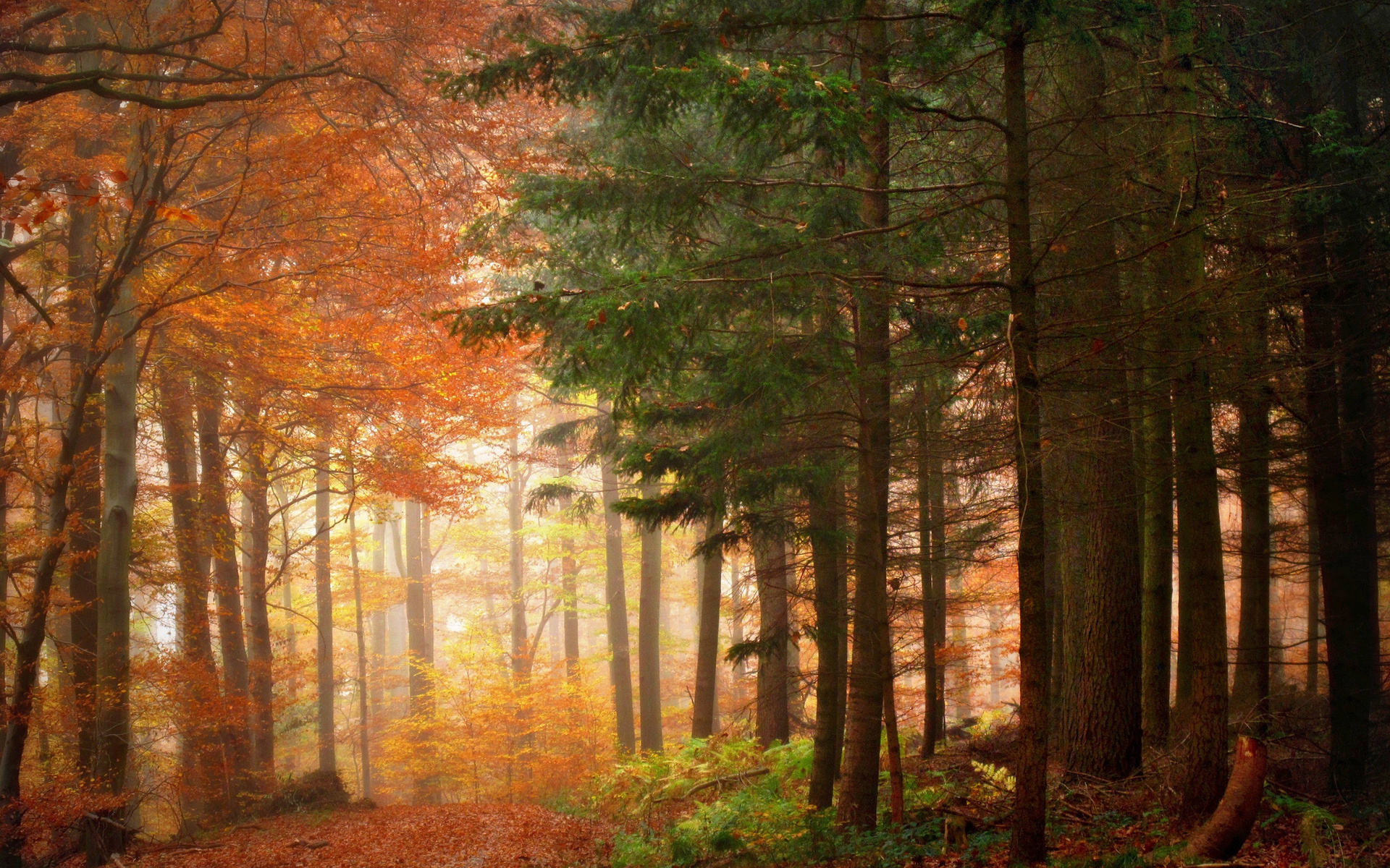 nature, Landscapes, Trees, Forests, Leaves, Wood, Path, Traks, Autumn, Fall, Seasons, Color, Sunlight Wallpaper