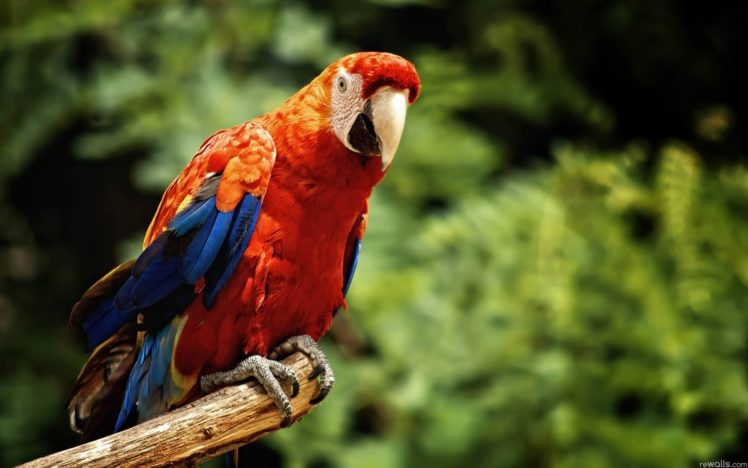 nature, Birds, Wildlife, Parrots HD Wallpaper Desktop Background
