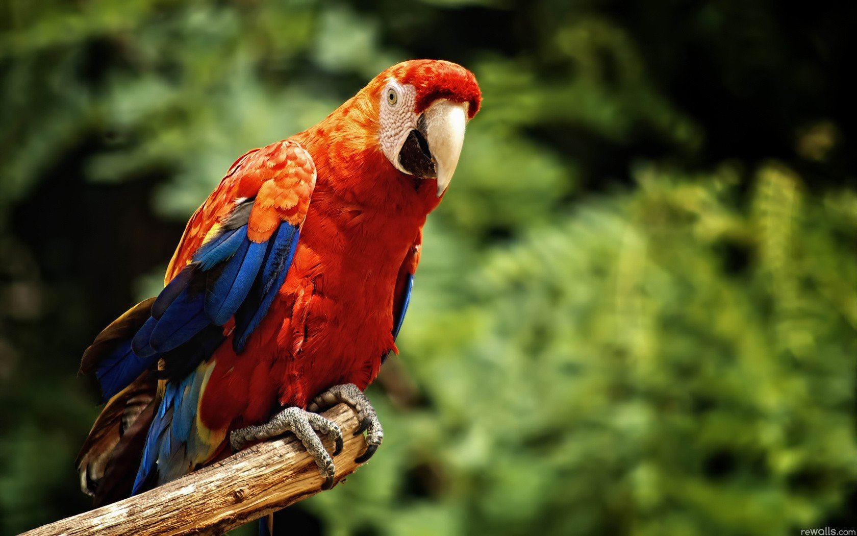 nature, Birds, Wildlife, Parrots Wallpaper