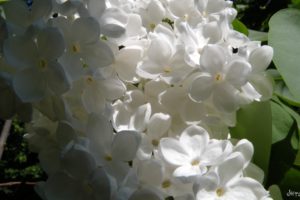 flowers, White, Flowers
