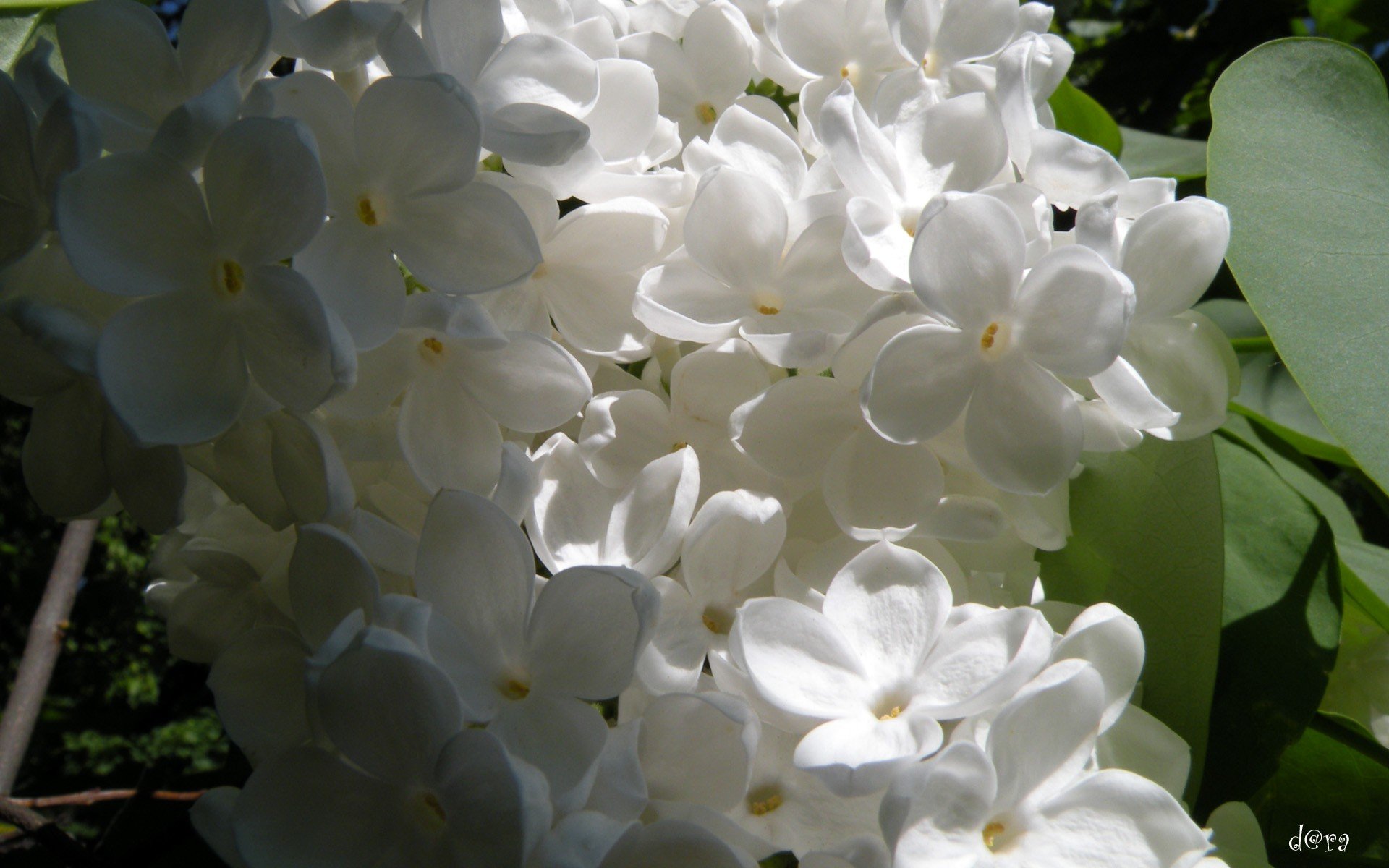 flowers, White, Flowers Wallpaper