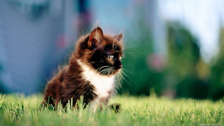 cats, Animals, Kittens HD Wallpaper Desktop Background