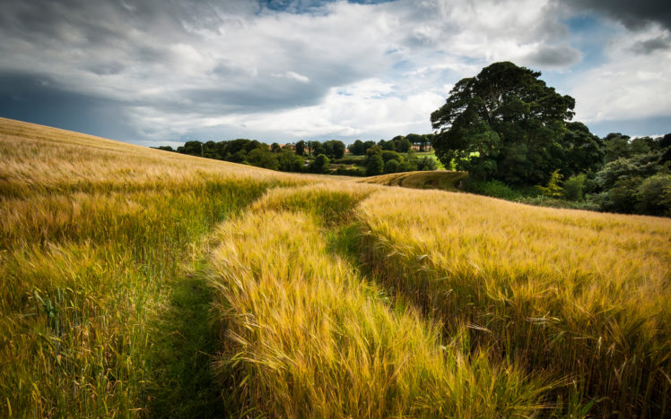 nature, Landscapes, Fields, Grass, Wheat, Hay, Tracks, Roads, Path, Gold, Plants, Trees, Country, Hills, Autumn, Fall, Seasons, Sky, Clouds HD Wallpaper Desktop Background