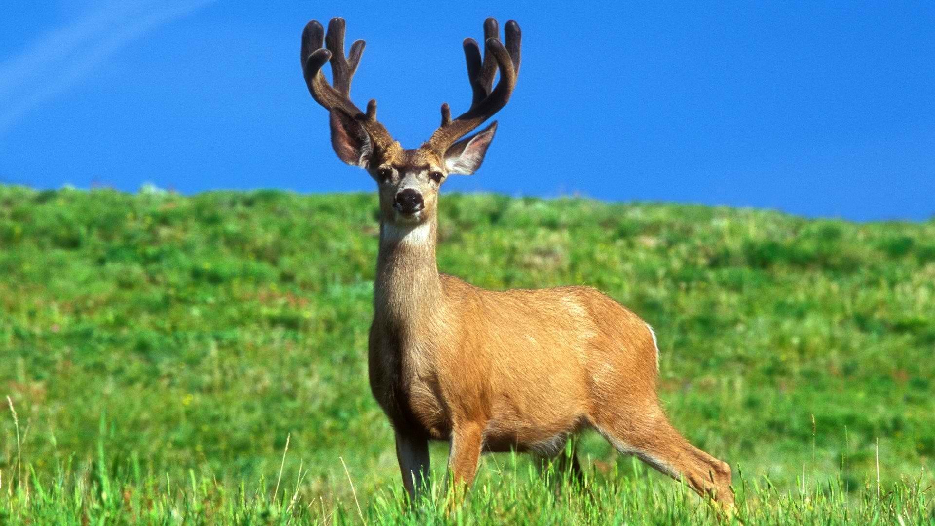 deer, Oregon, Trophy Wallpaper