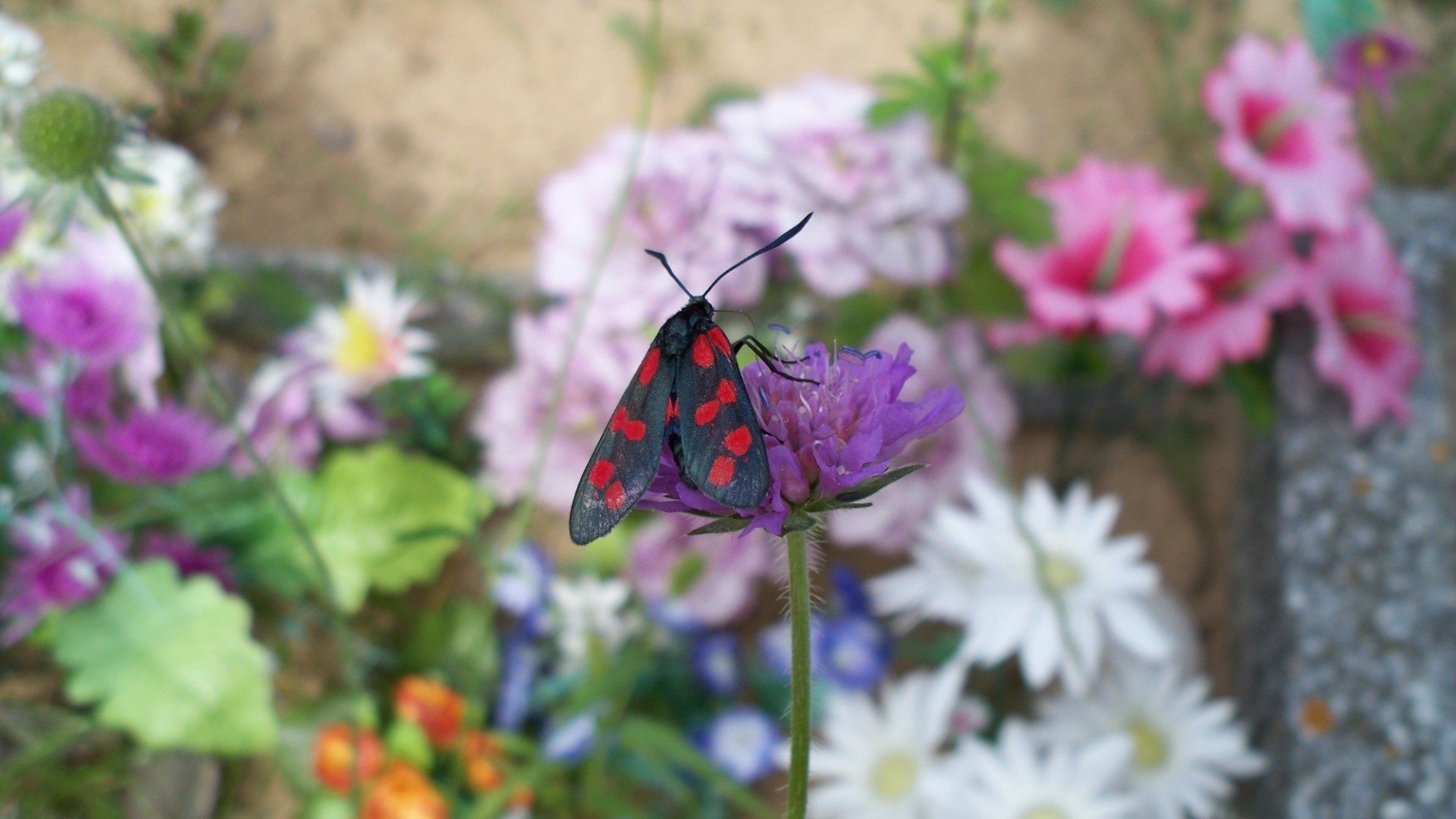 flowers, Moths Wallpaper