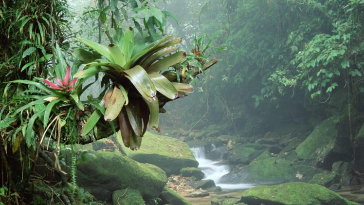 rainforest HD Wallpaper Desktop Background
