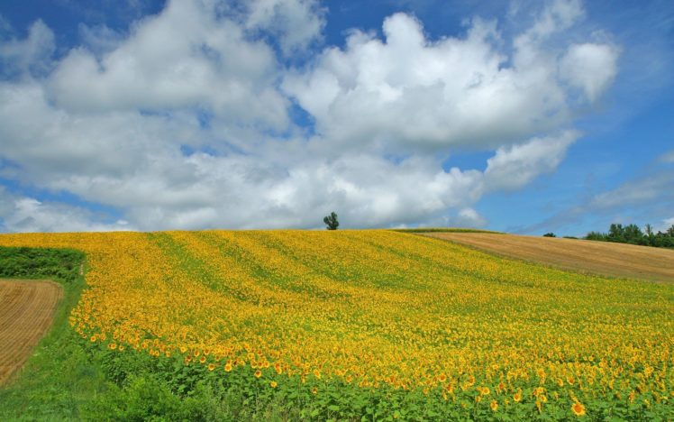 japan, Clouds, Landscapes, Nature, Fields, Hokkaido HD Wallpaper Desktop Background