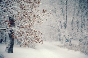 nature, Landscapes, Trees, Forest, Road, Path, Tracks, Snow, Flakes, Snowing, Drops, Storm, Blizzard, White, Winter, Seasons