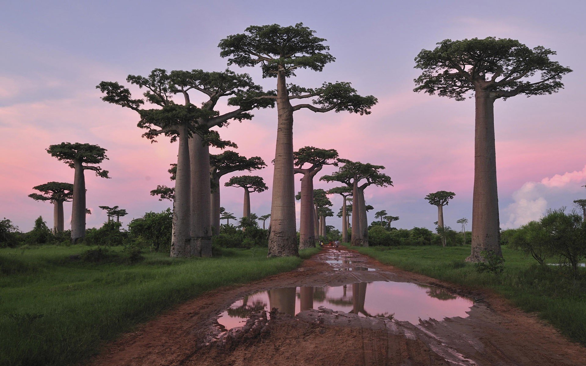 sunset, Landscapes, Nature, Trees, Leaves, Valleys, Africa, Skyscapes, Bushes, Evening Wallpaper