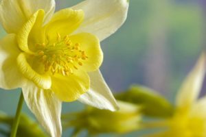 flowers, Daffodils
