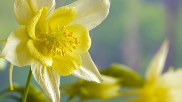 flowers, Daffodils HD Wallpaper Desktop Background