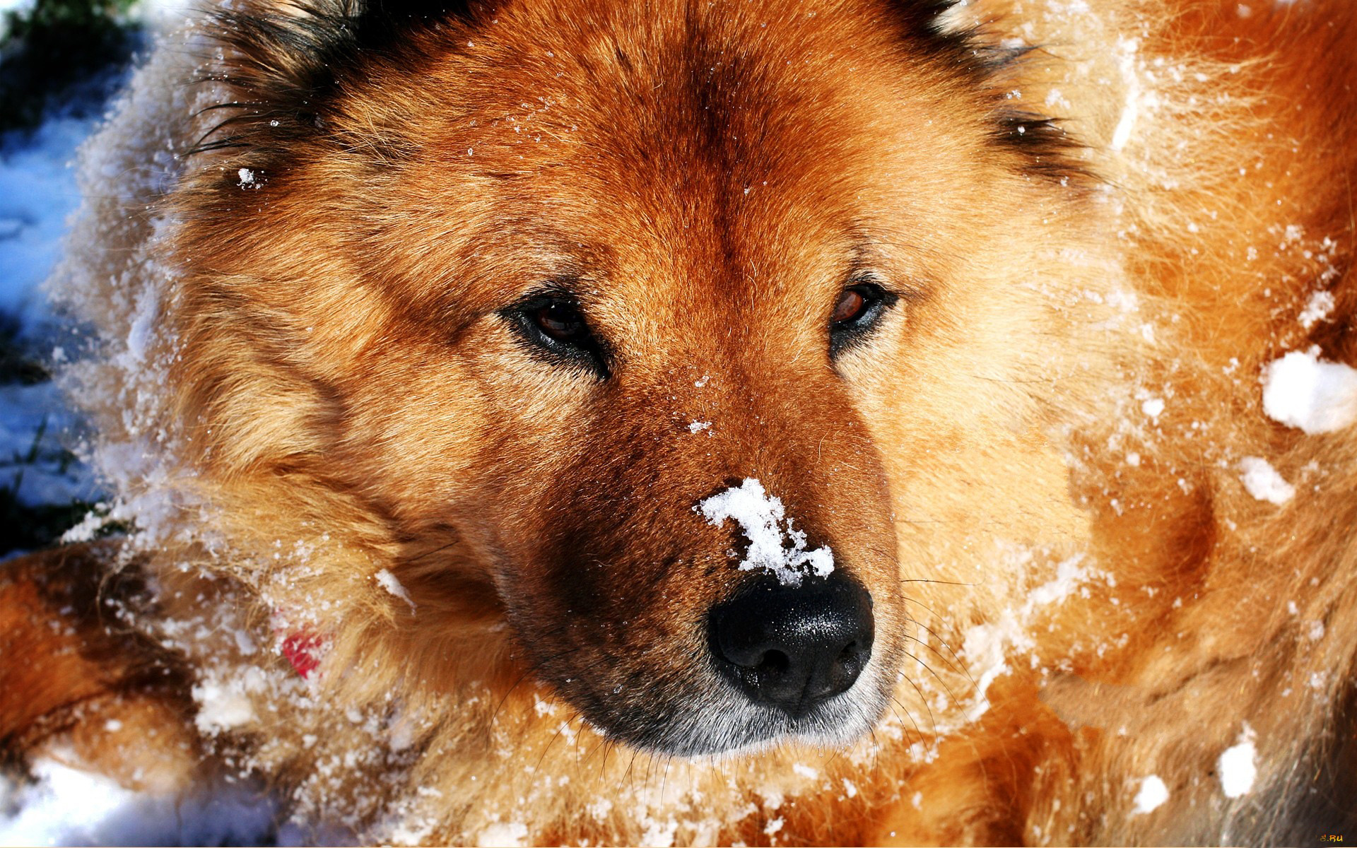 animals, Dogs, Fur, Face, Eyes, Canine, Winter, Snow, Cold, Seasons Wallpaper